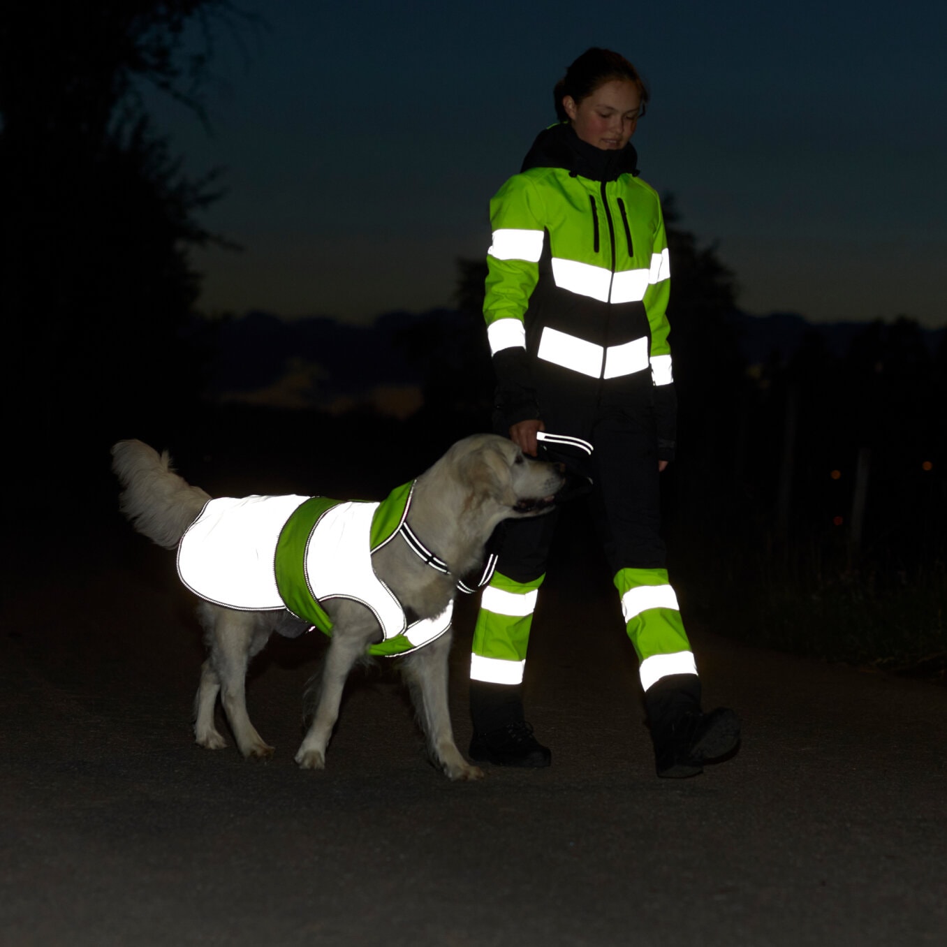 Reflekser_hund