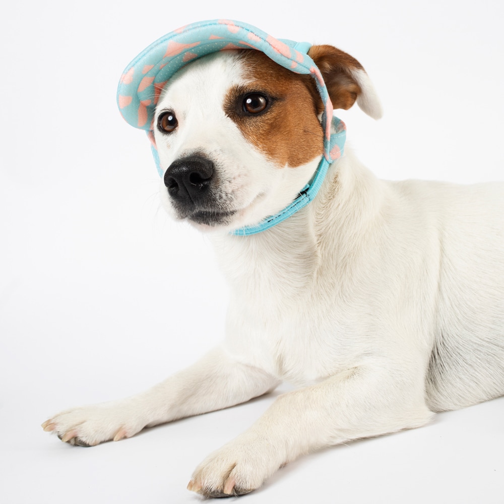 Cap Hunde Trucker traxx®