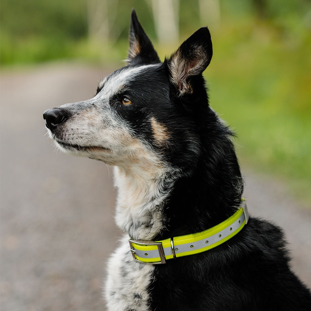 Halsbånd Hunde Rexa traxx®