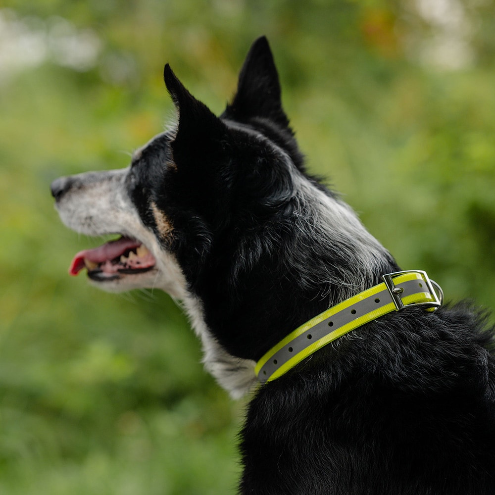 Halsbånd Hunde Rexa traxx®