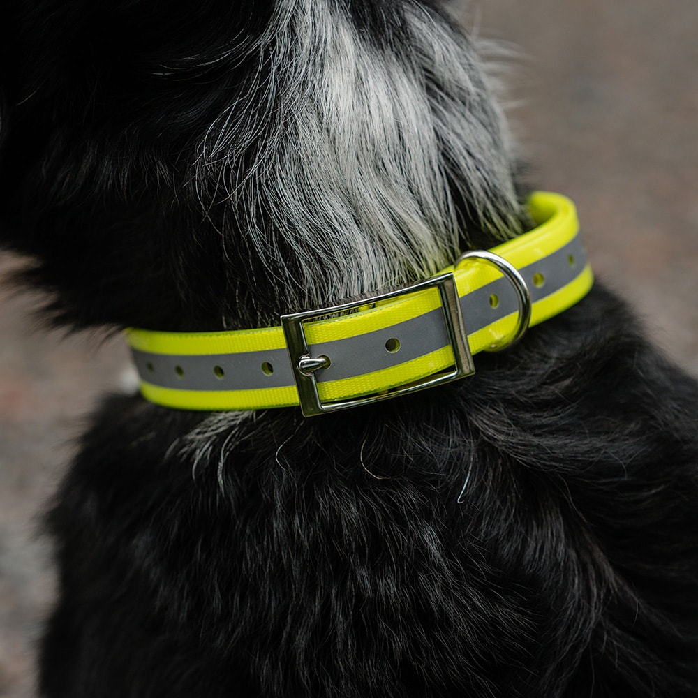 Halsbånd Hunde Rexa traxx®