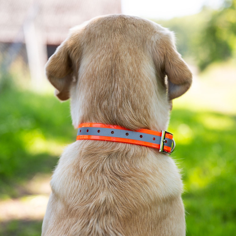 Halsbånd Hunde Rexa traxx®