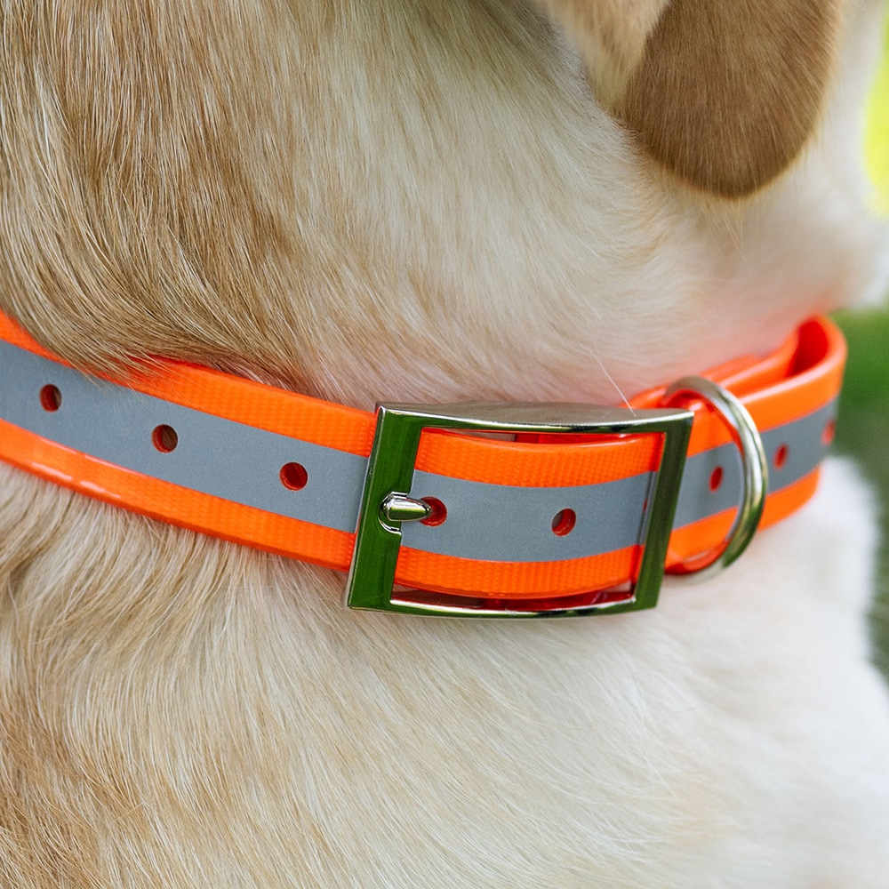 Halsbånd Hunde Rexa traxx®