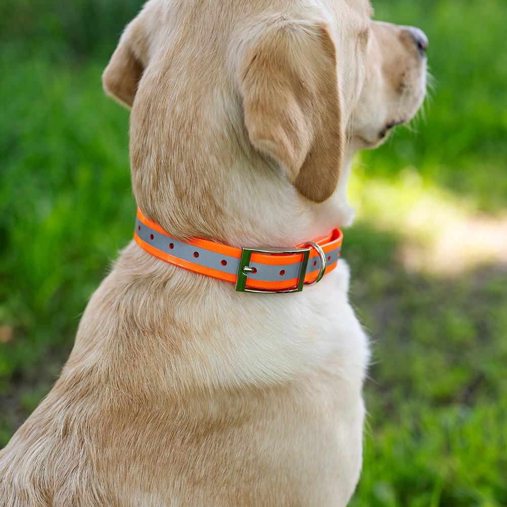 Halsbånd Hunde Rexa traxx®