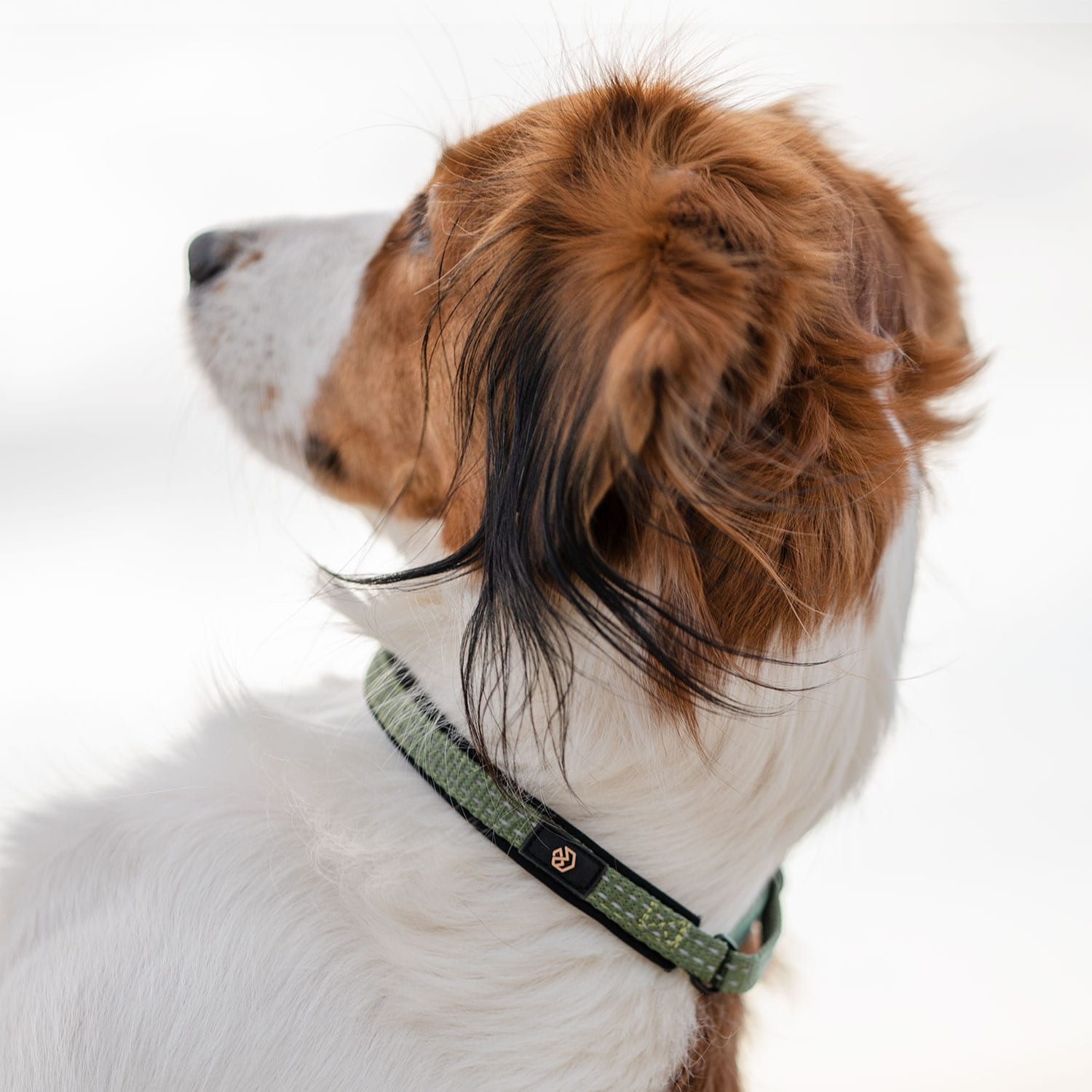 Halsbånd Hunde Base 2.0 traxx®