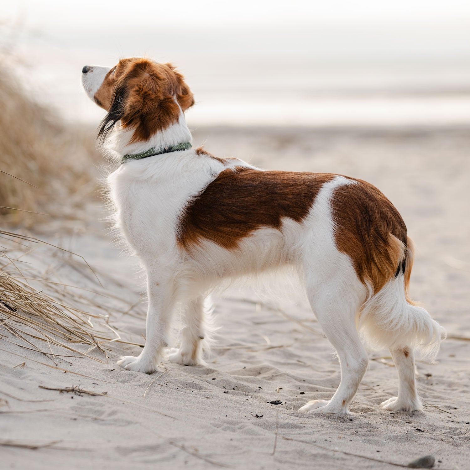 Halsbånd Hunde Base 2.0 traxx®