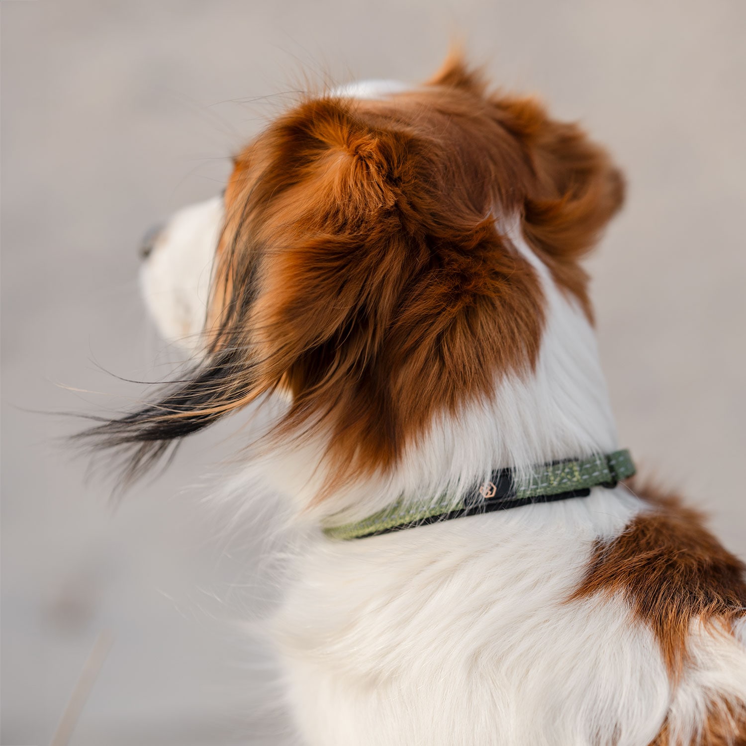 Halsbånd Hunde Base 2.0 traxx®