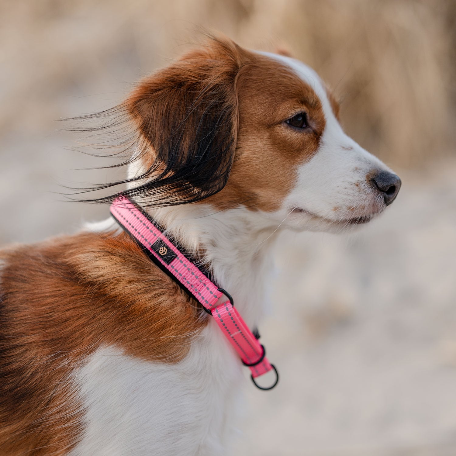 Halsbånd Hunde Base 2.0 traxx®