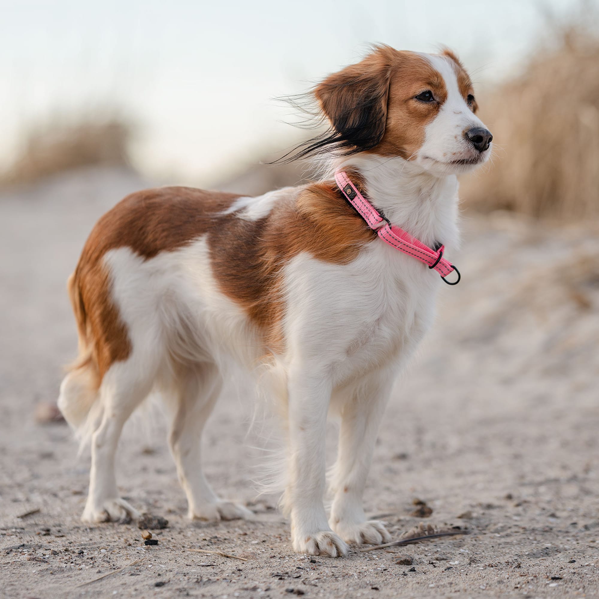 Halsbånd Hunde Base 2.0 traxx®