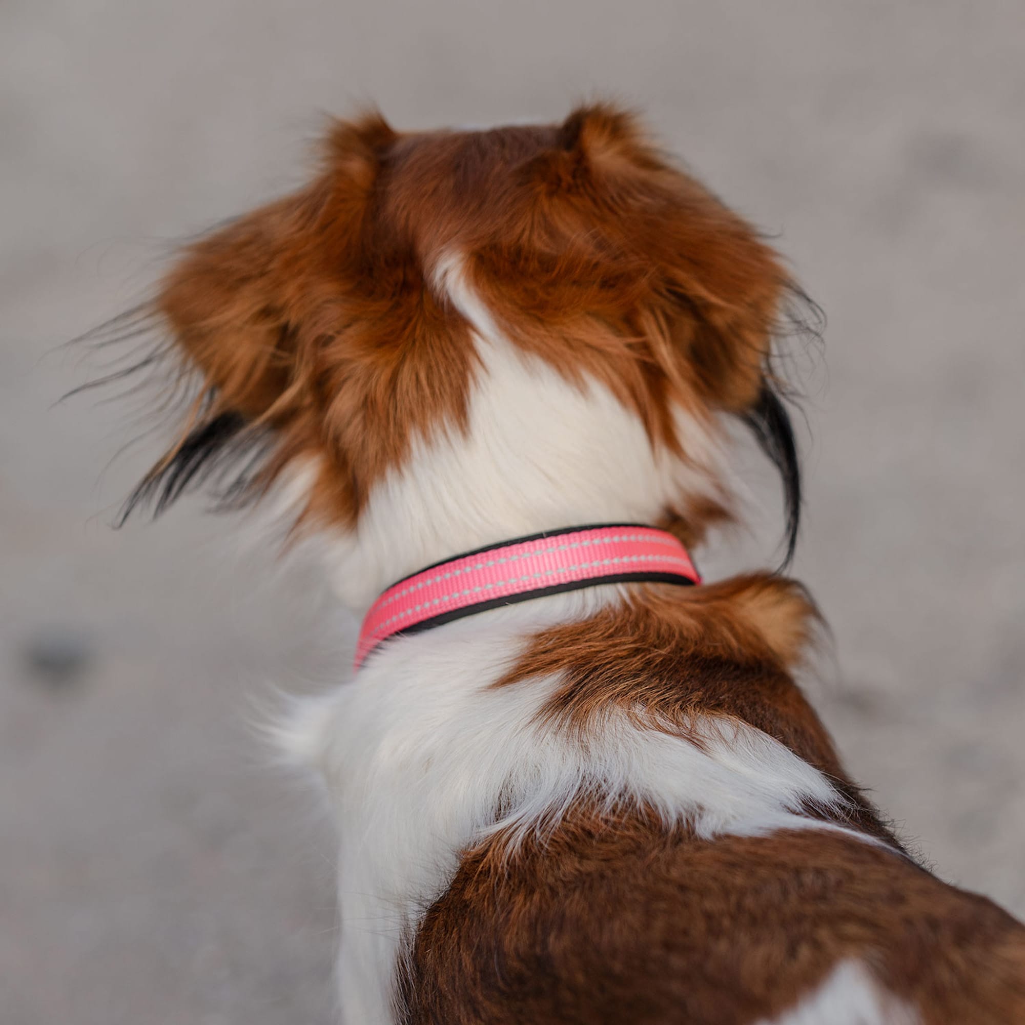 Halsbånd Hunde Base 2.0 traxx®