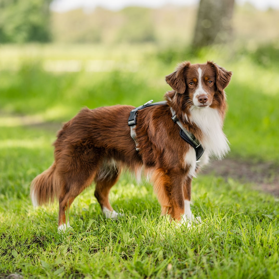 Hundesele Troja traxx®