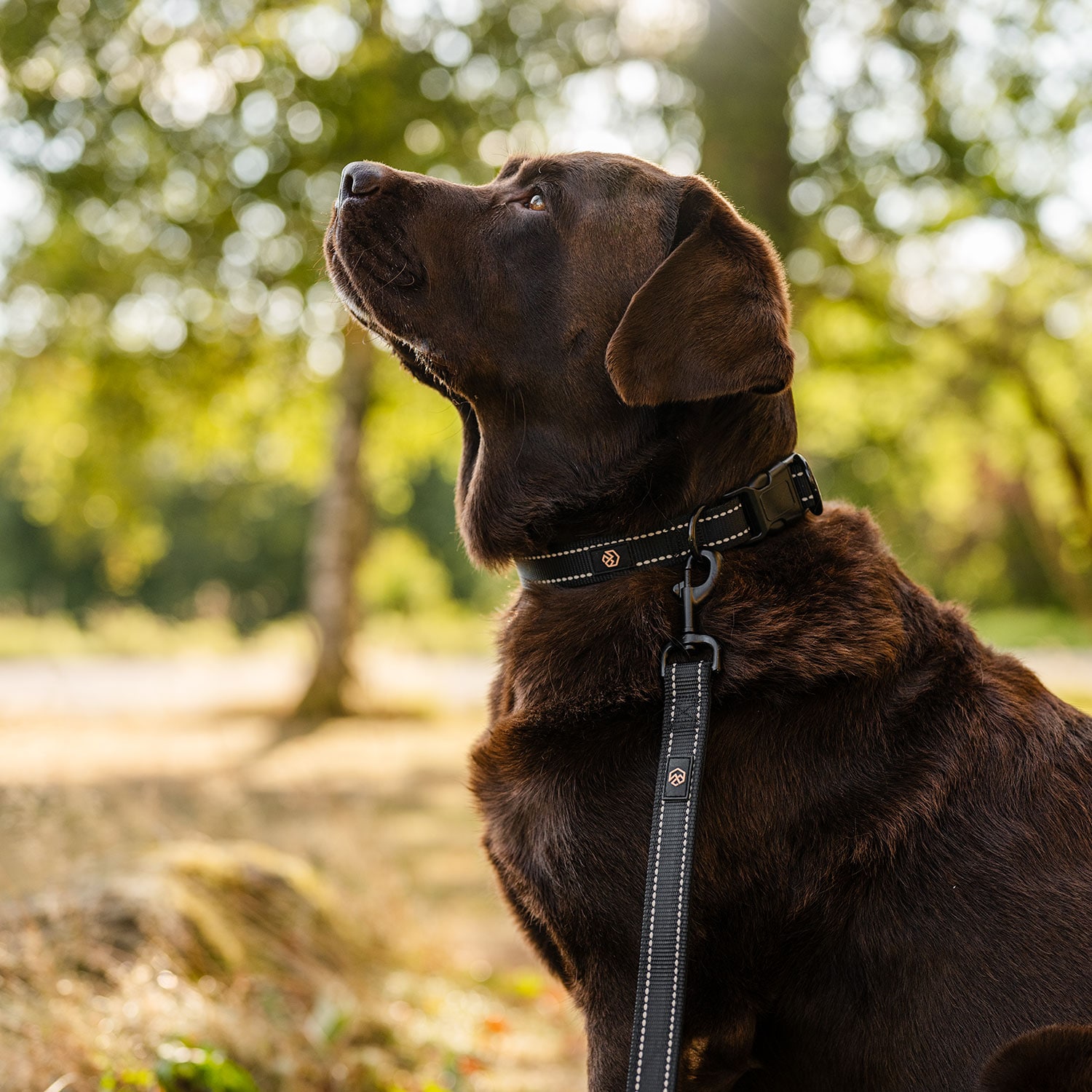 Halsbånd og line Hunde Traxx Base Multi 2.0 Halsband traxx®