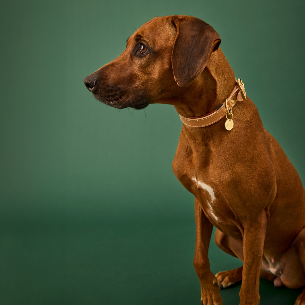 Halsbånd Hunde Leoni Alac
