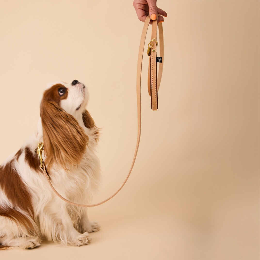 Line Hunde Leoni Alac