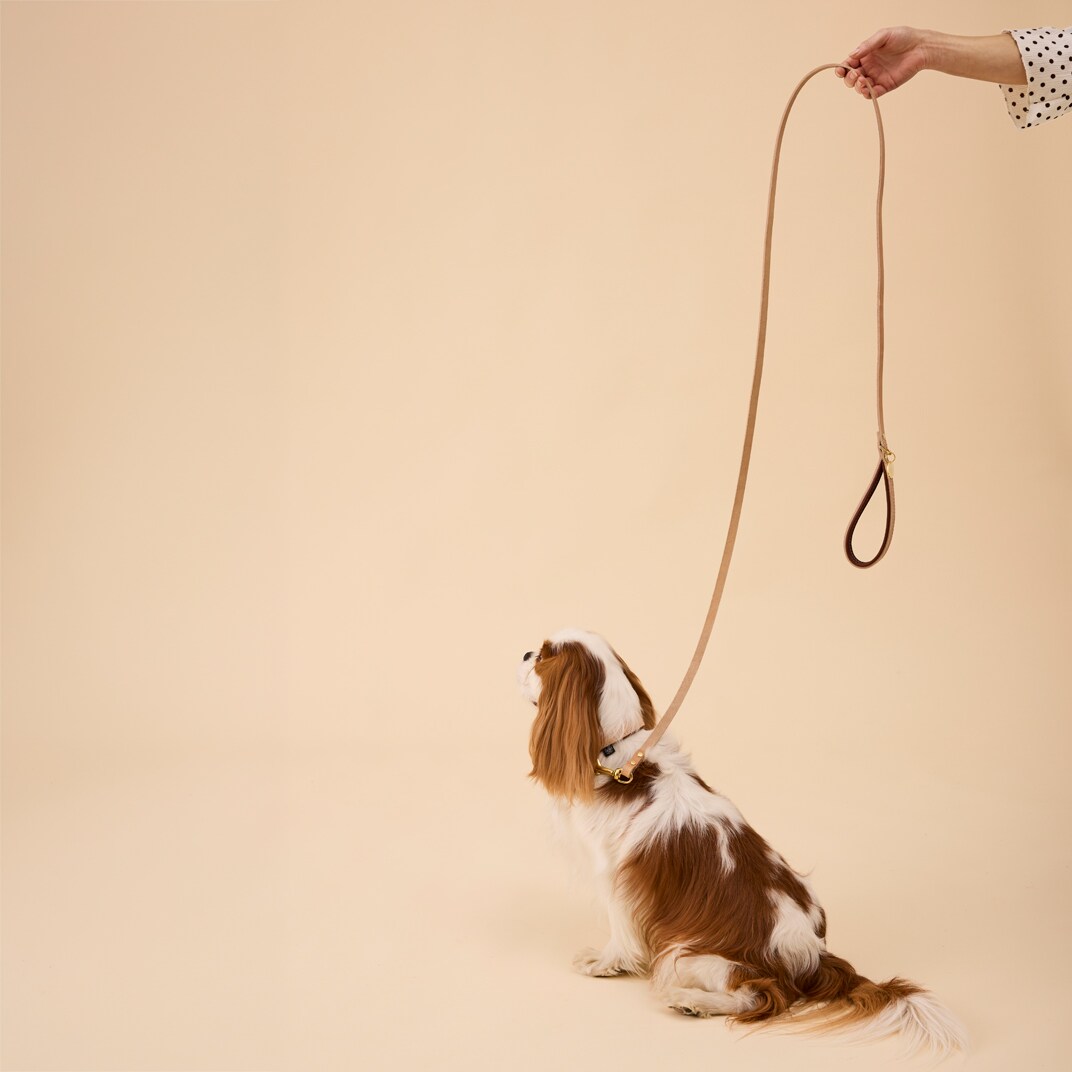 Line Hunde Leoni Alac