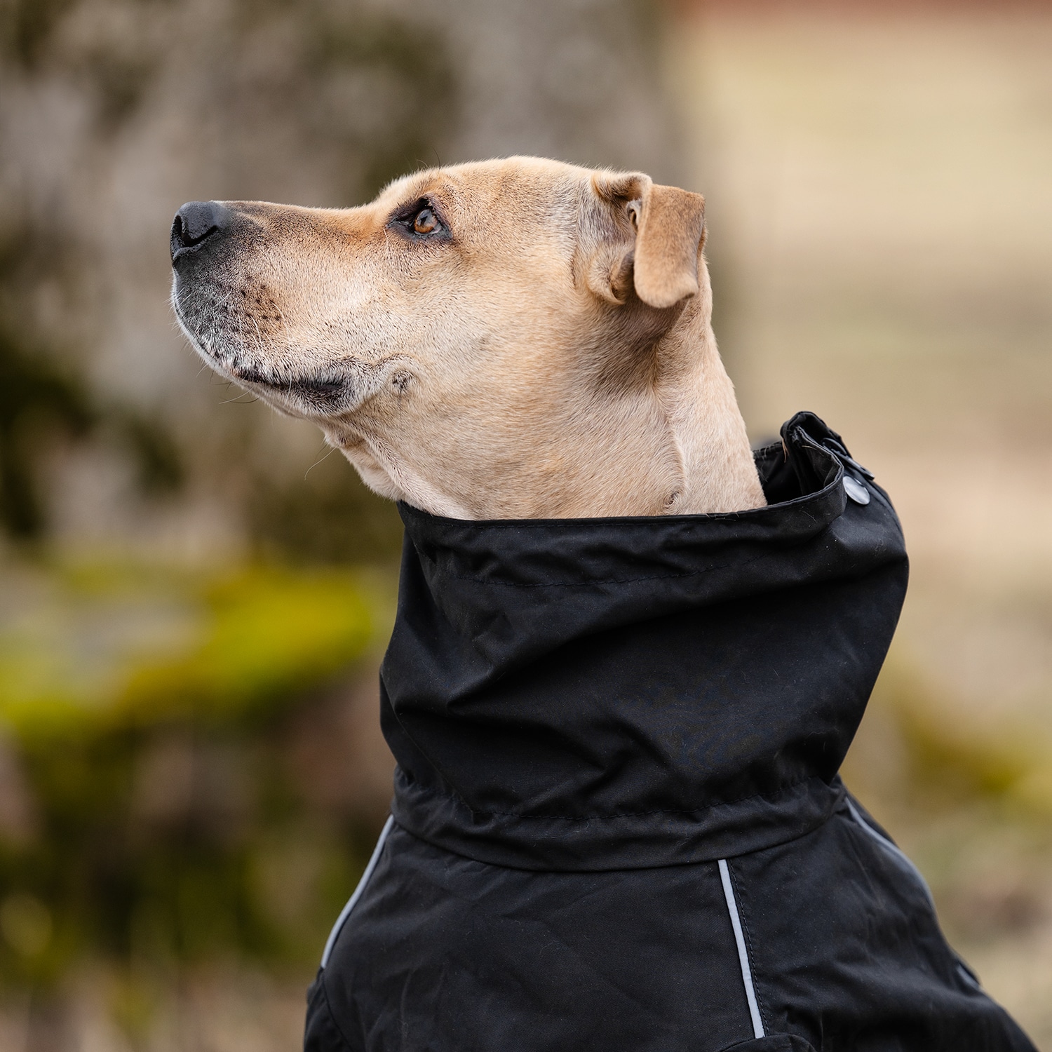 Hundeoverall  Bellona traxx®