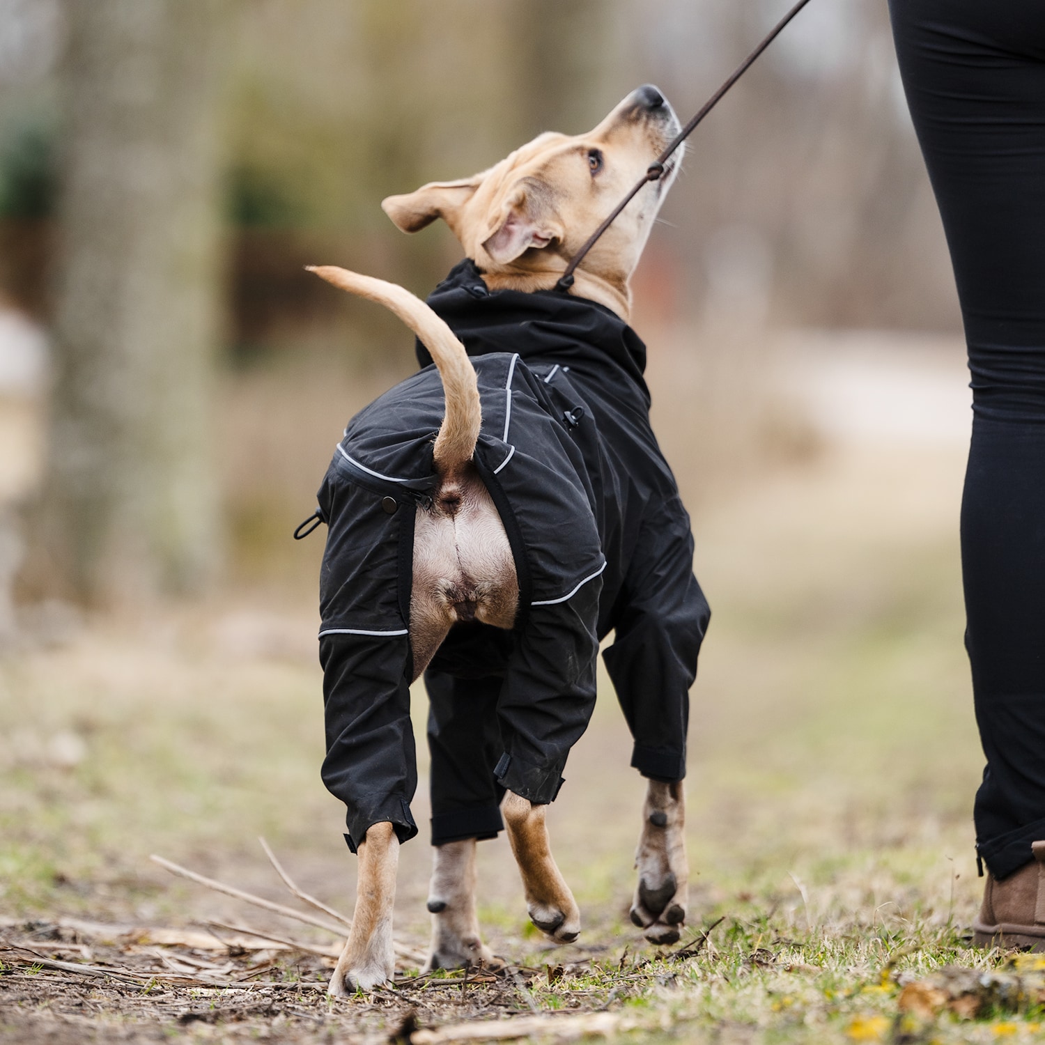 Hundeoverall  Bellona traxx®