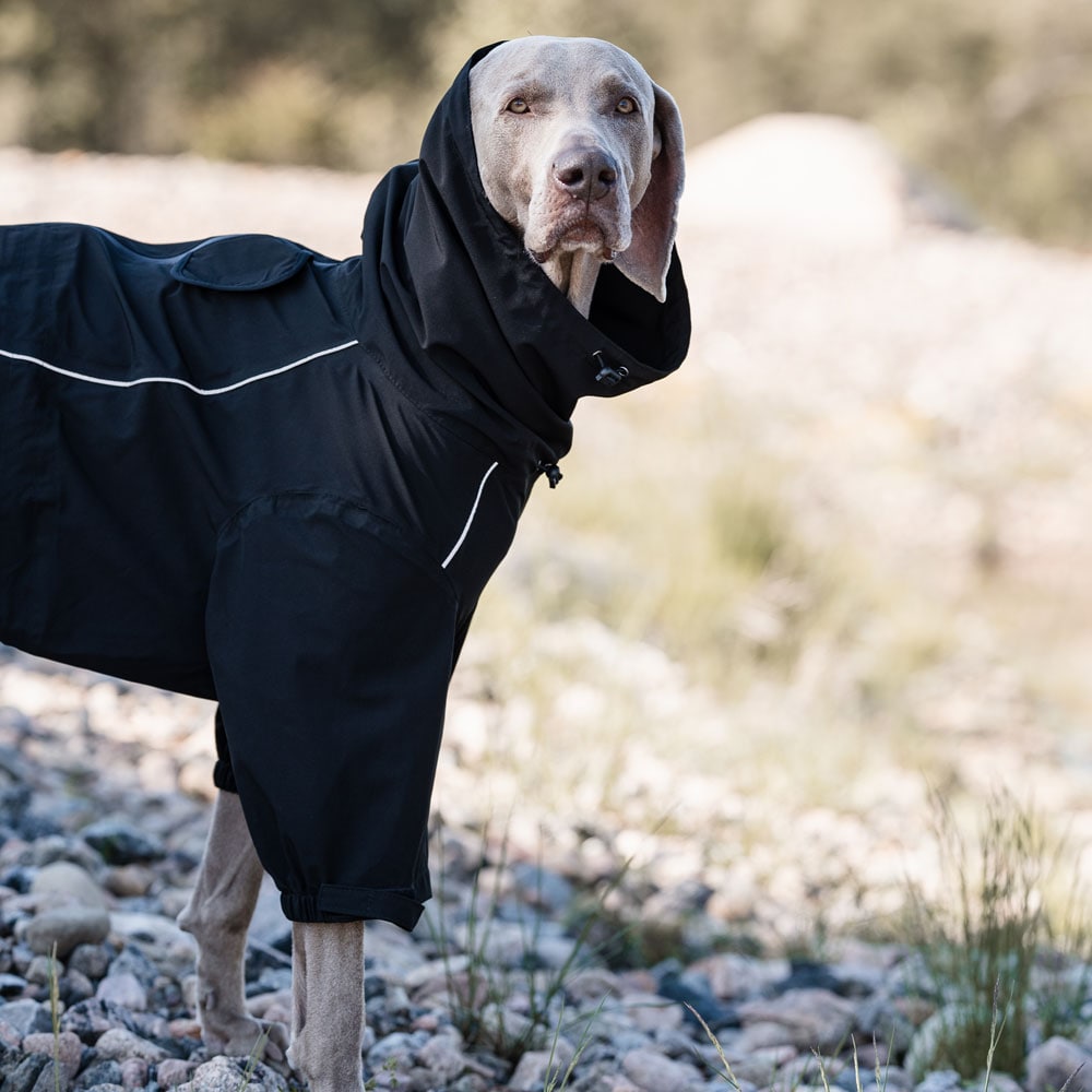 Profeti Forbrydelse diagram Hundeoverall Evo Rain traxx® - Hööks