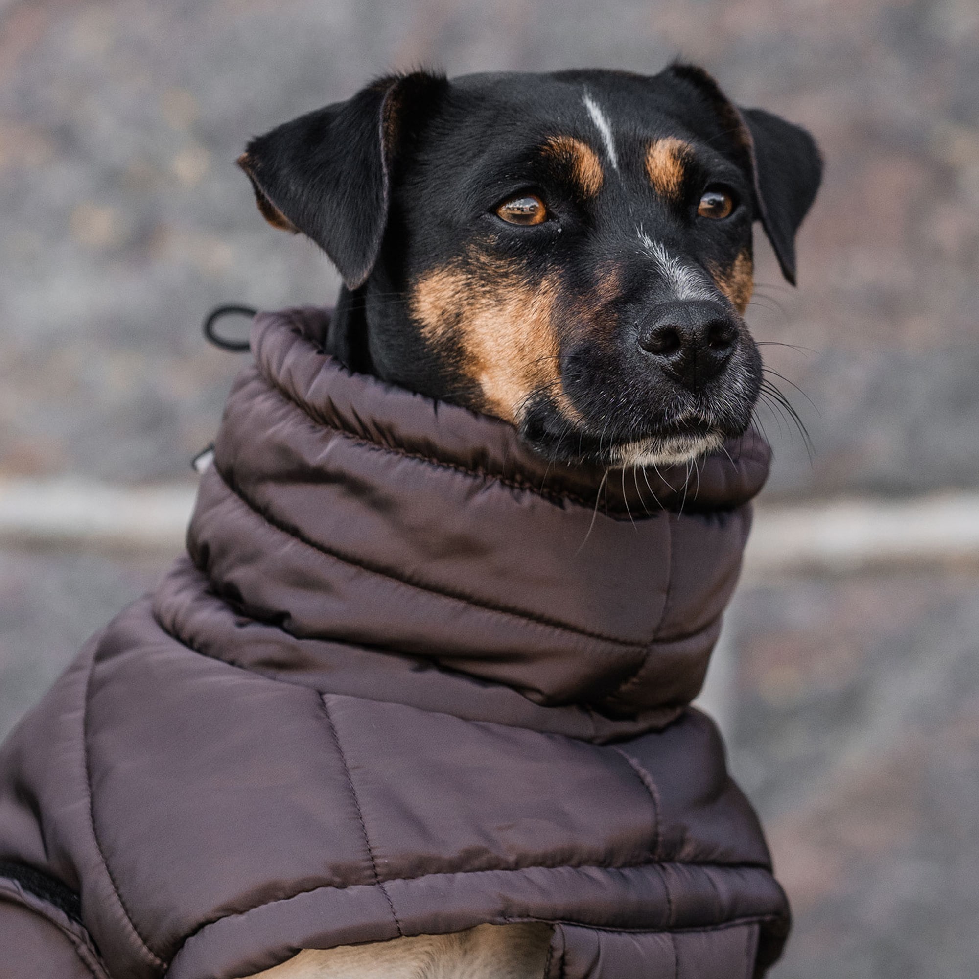 Hundedækken Loco Puffer traxx®