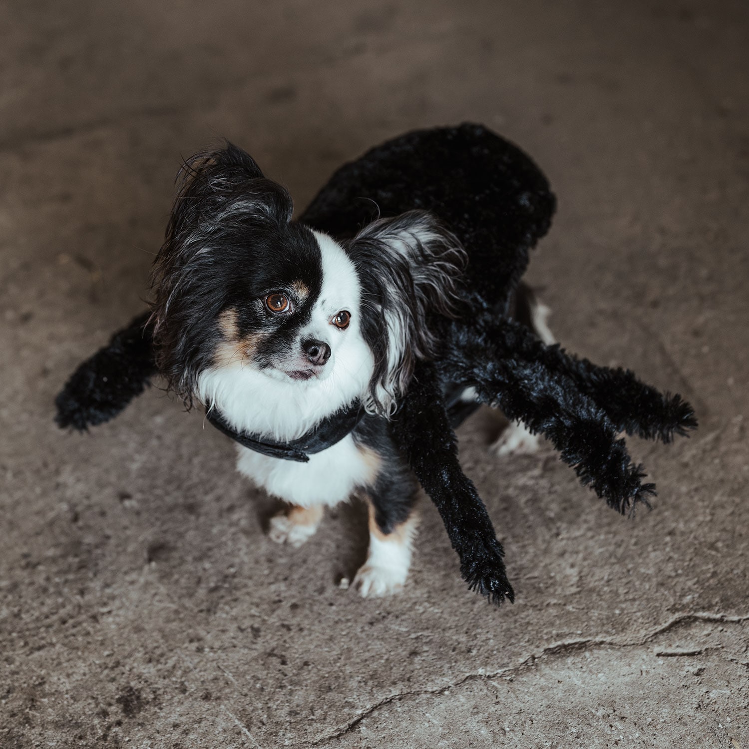   Halloween Spider traxx®