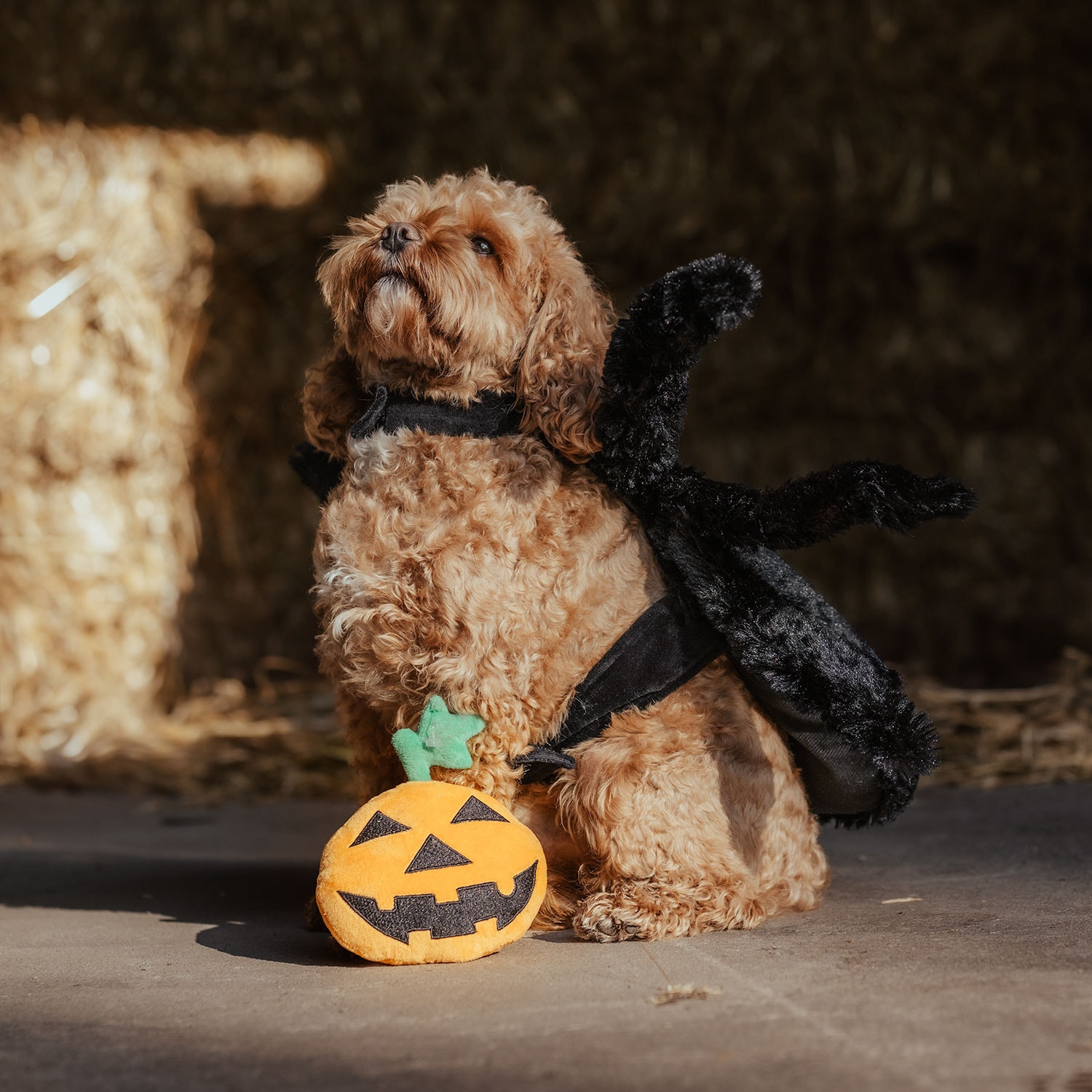 Hundelegetøj  Halloween Pumpkin traxx®