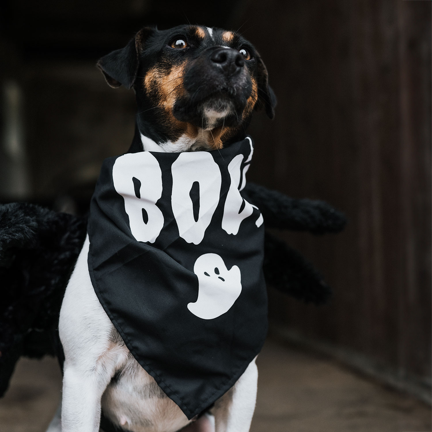 Tørklæde Hunde Halloween traxx®