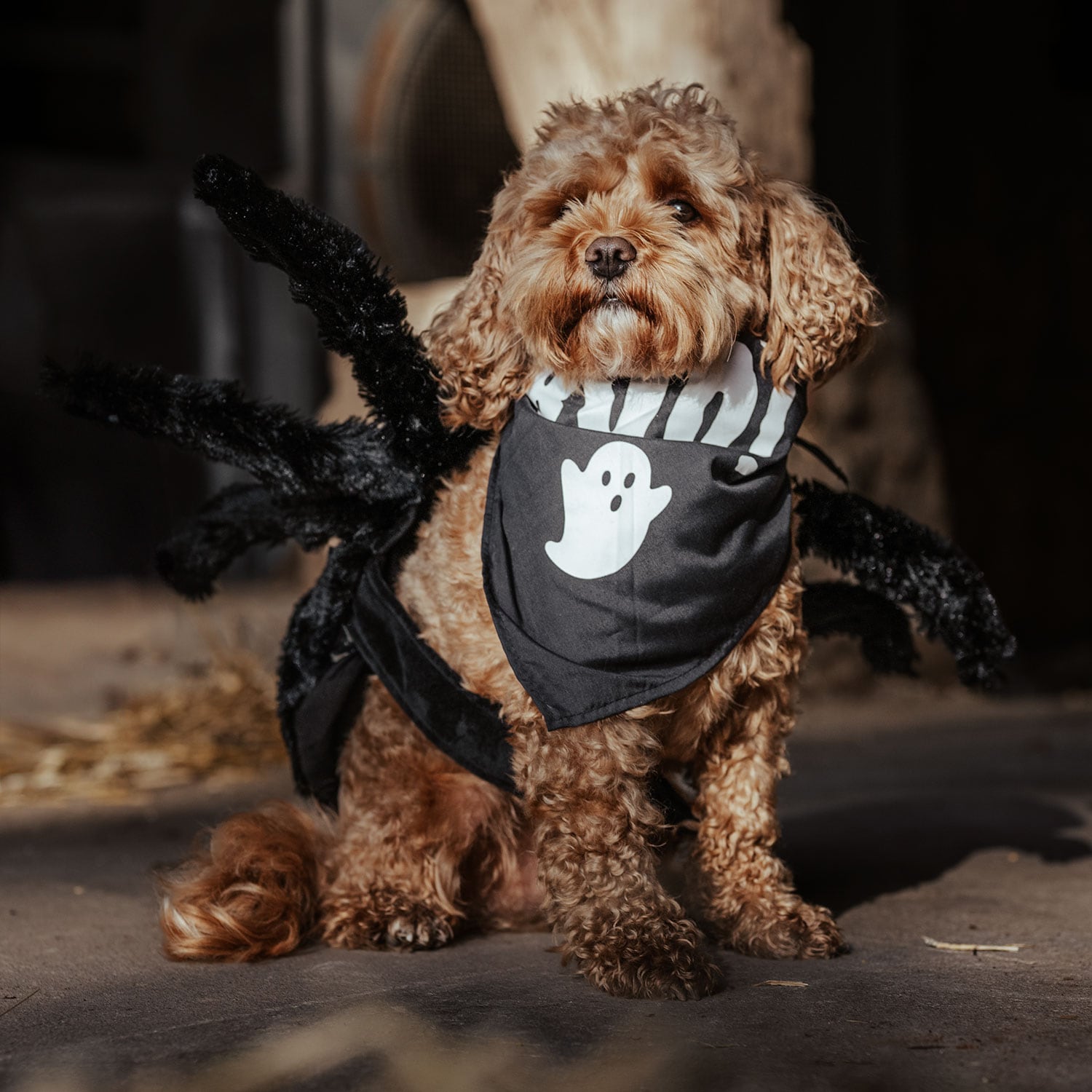 Tørklæde Hunde Halloween traxx®