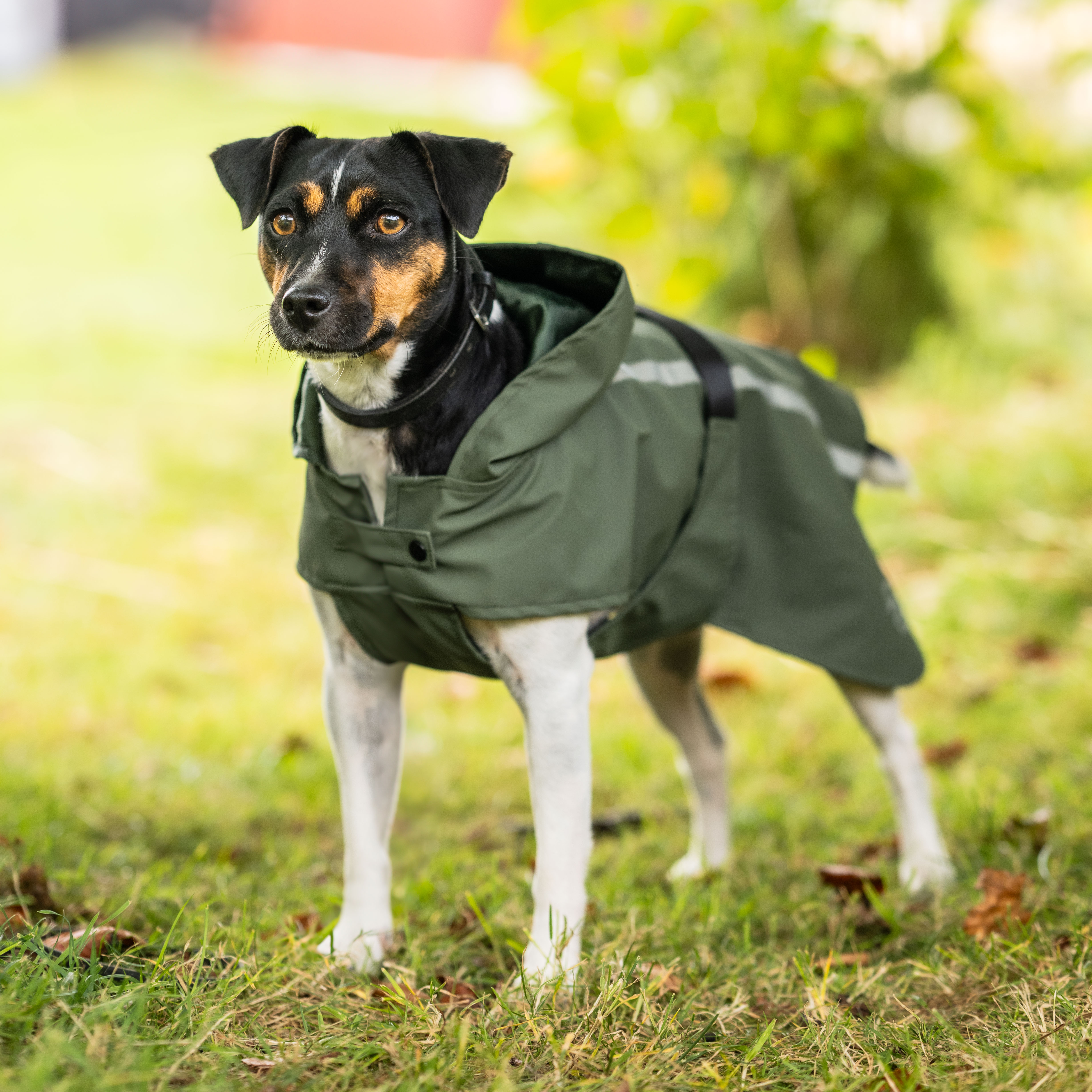 Regndækken Hunde Archy traxx®