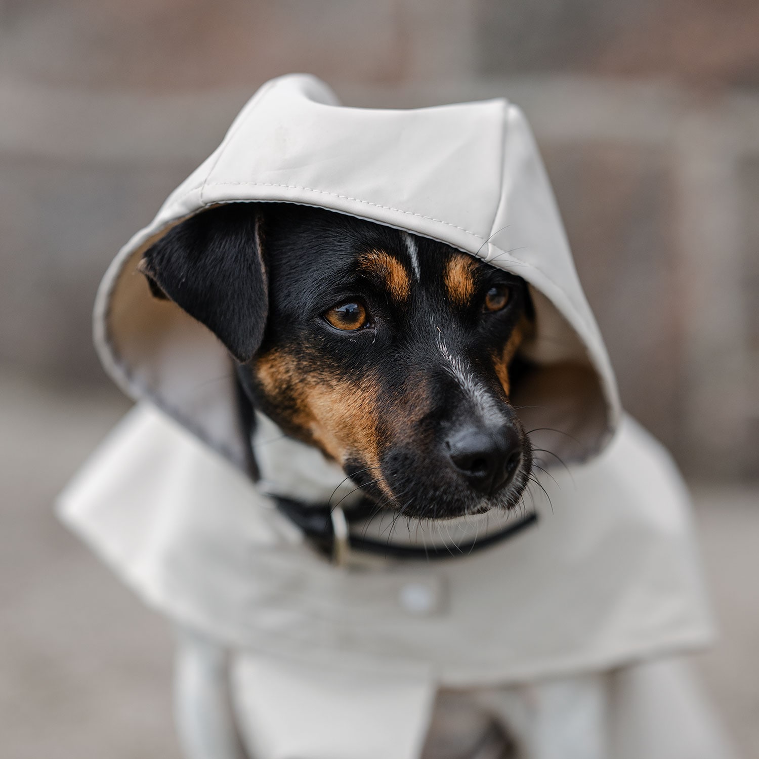 Regndækken Hunde Archy traxx®