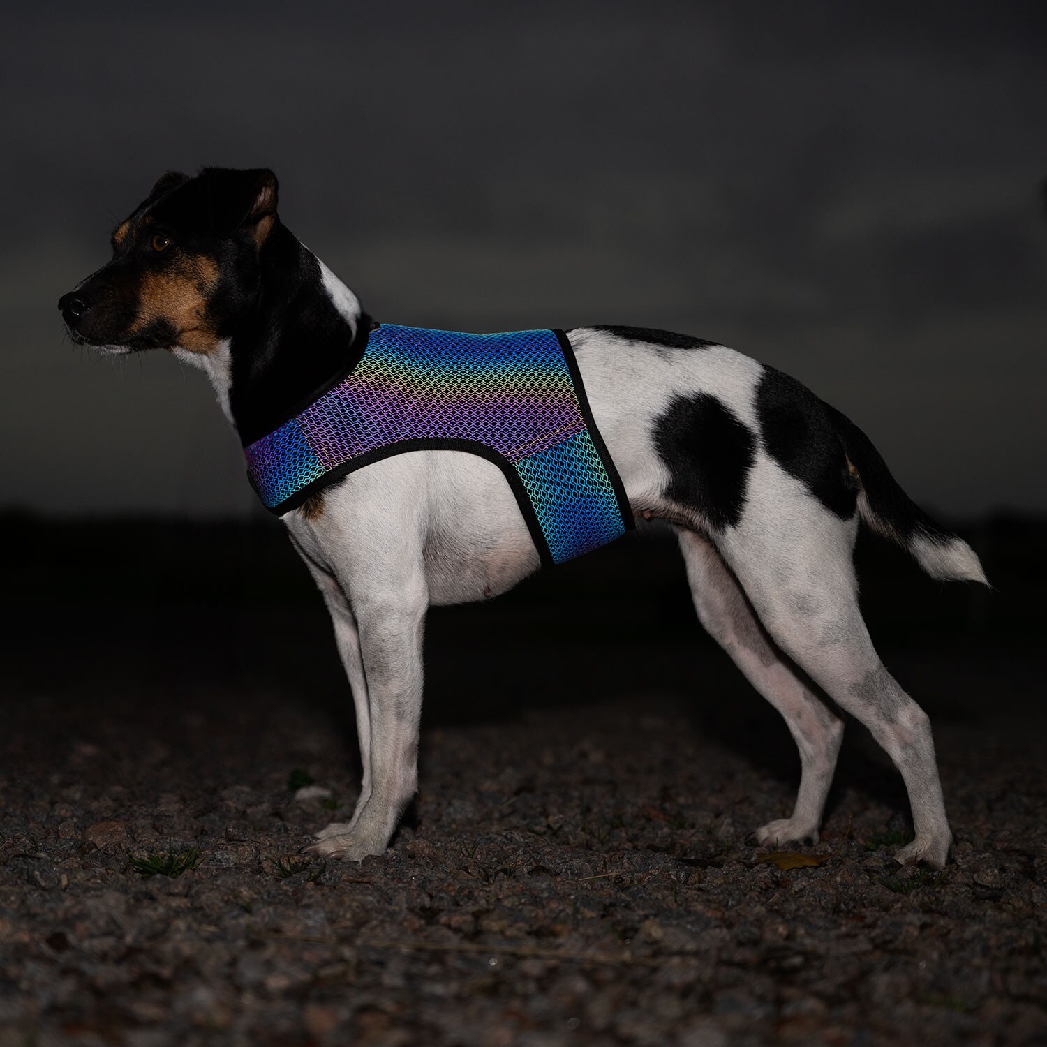 Refleksvest Hunde Farid traxx®