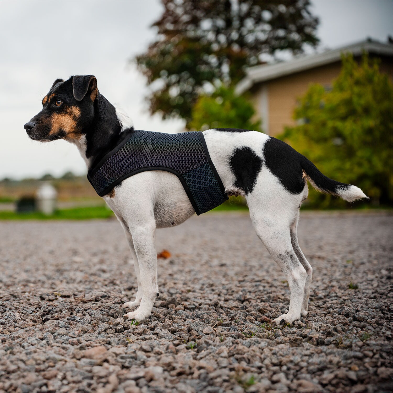 Refleksvest Hunde Farid traxx®