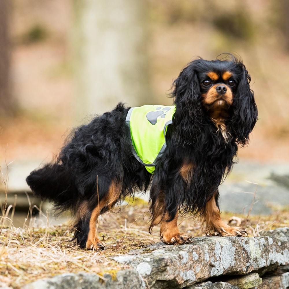 Stræbe Blot Udfør Refleksvest traxx® - Hööks