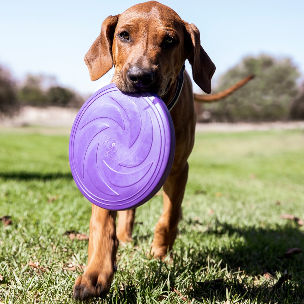 Hundelegetøj  Frisbee traxx®