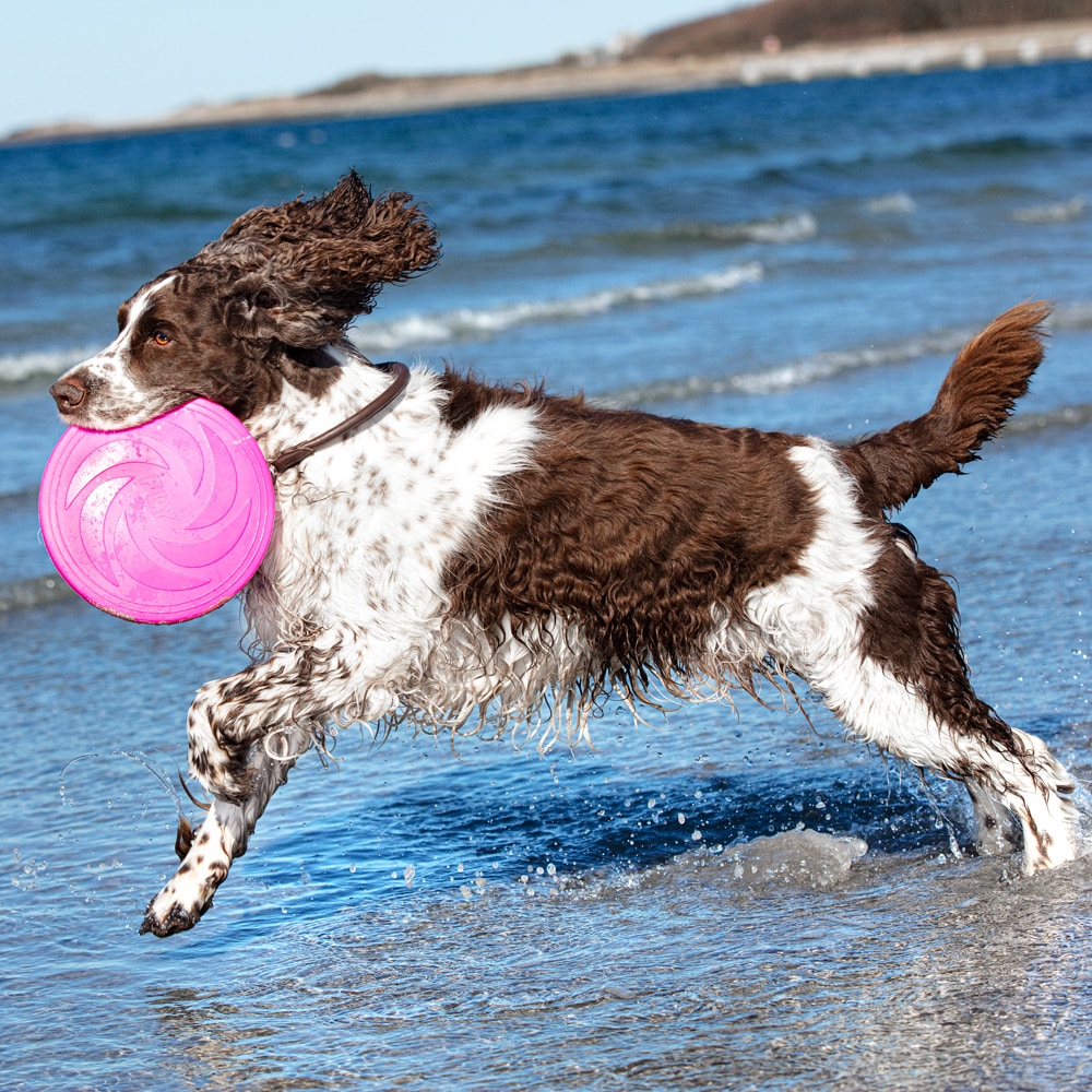 Hundelegetøj  Frisbee traxx®