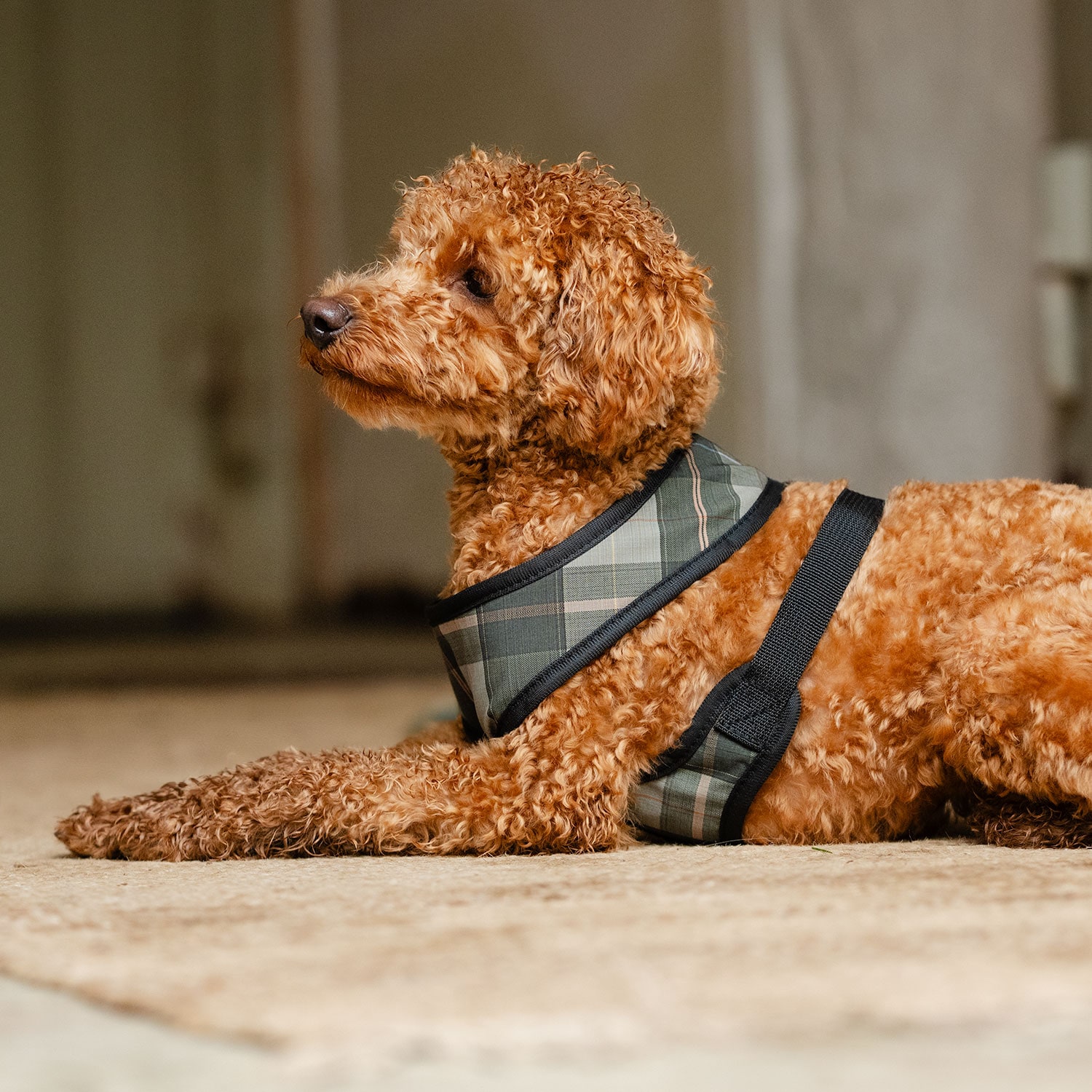 Hundesele Pardis traxx®
