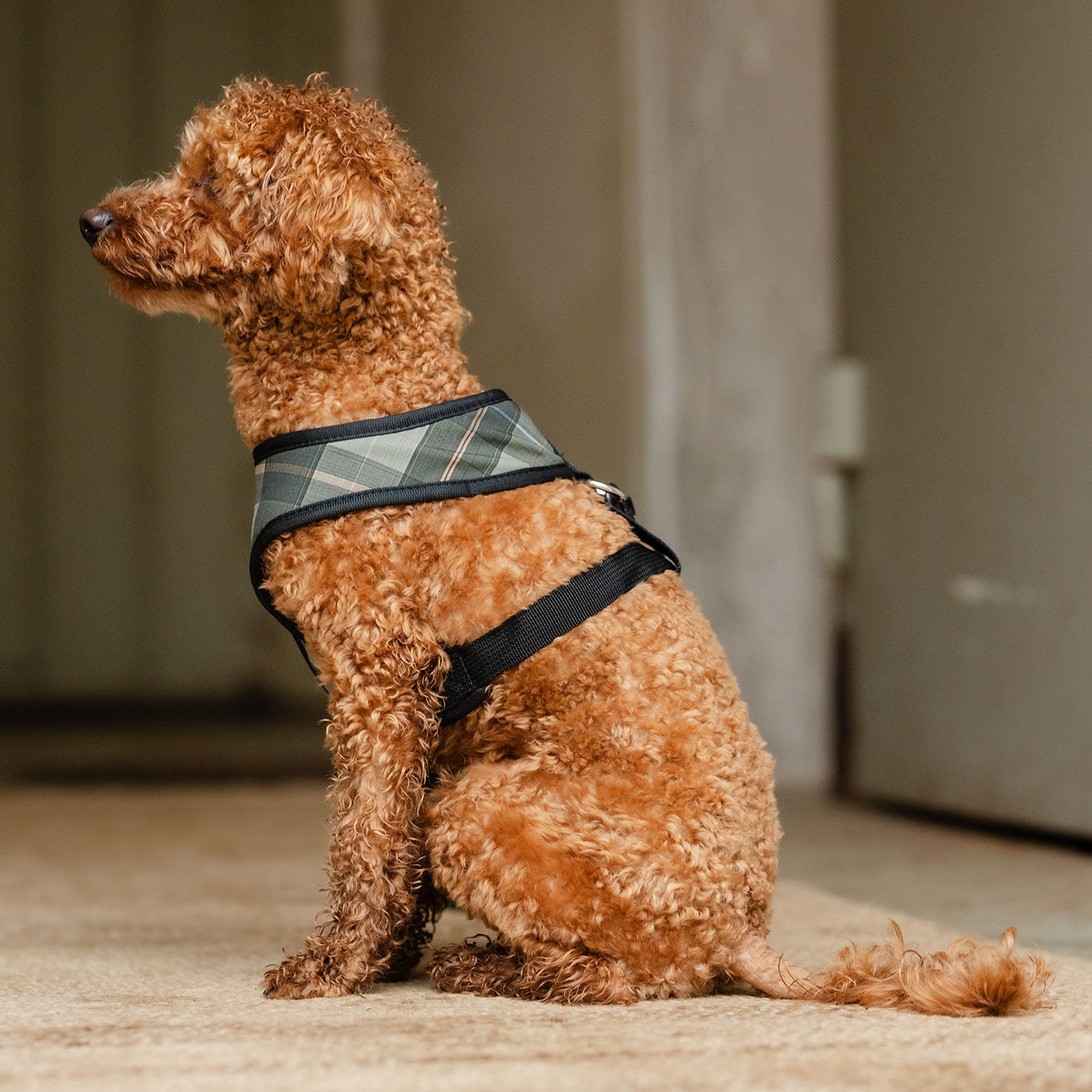 Hundesele Pardis traxx®