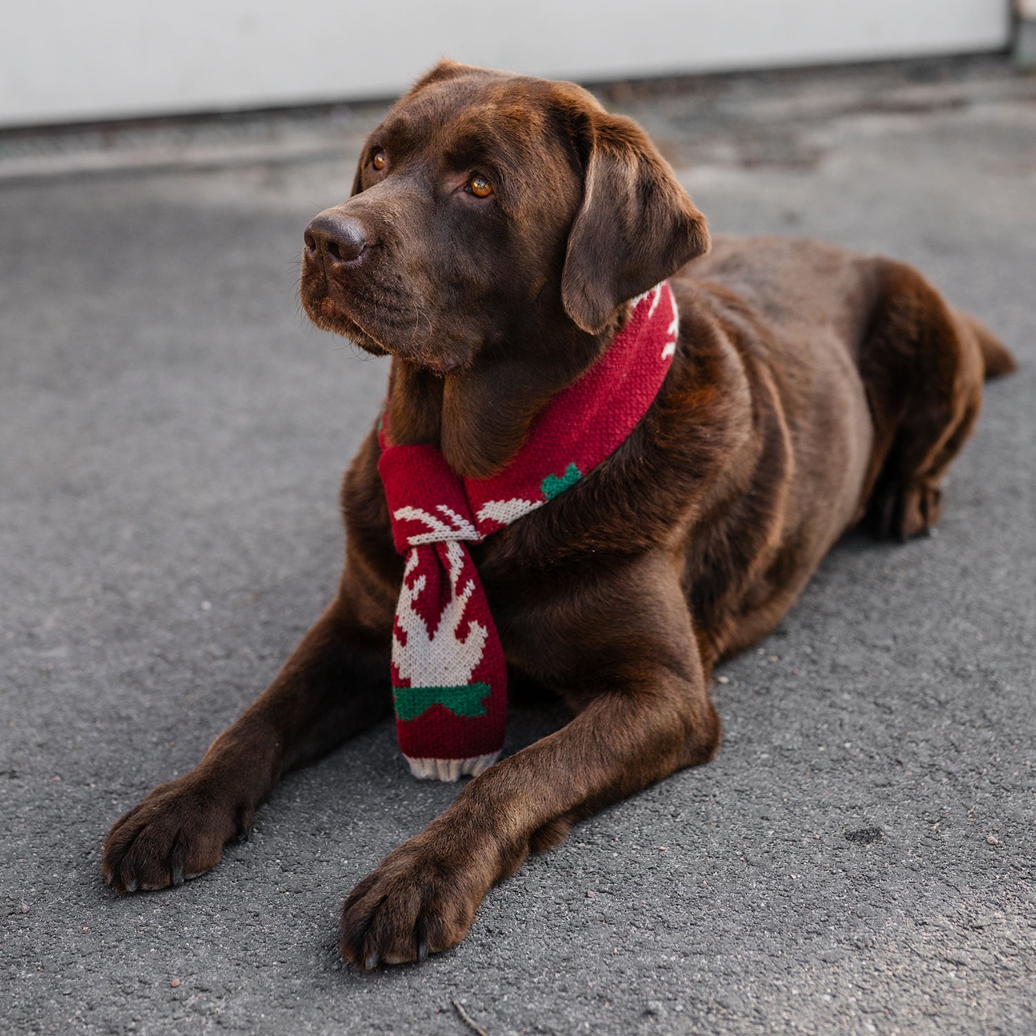 Halstørklæde Hunde Christmas traxx®
