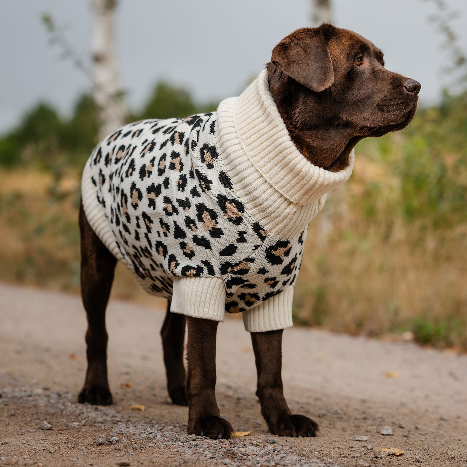 Hundesweater  Leo traxx®