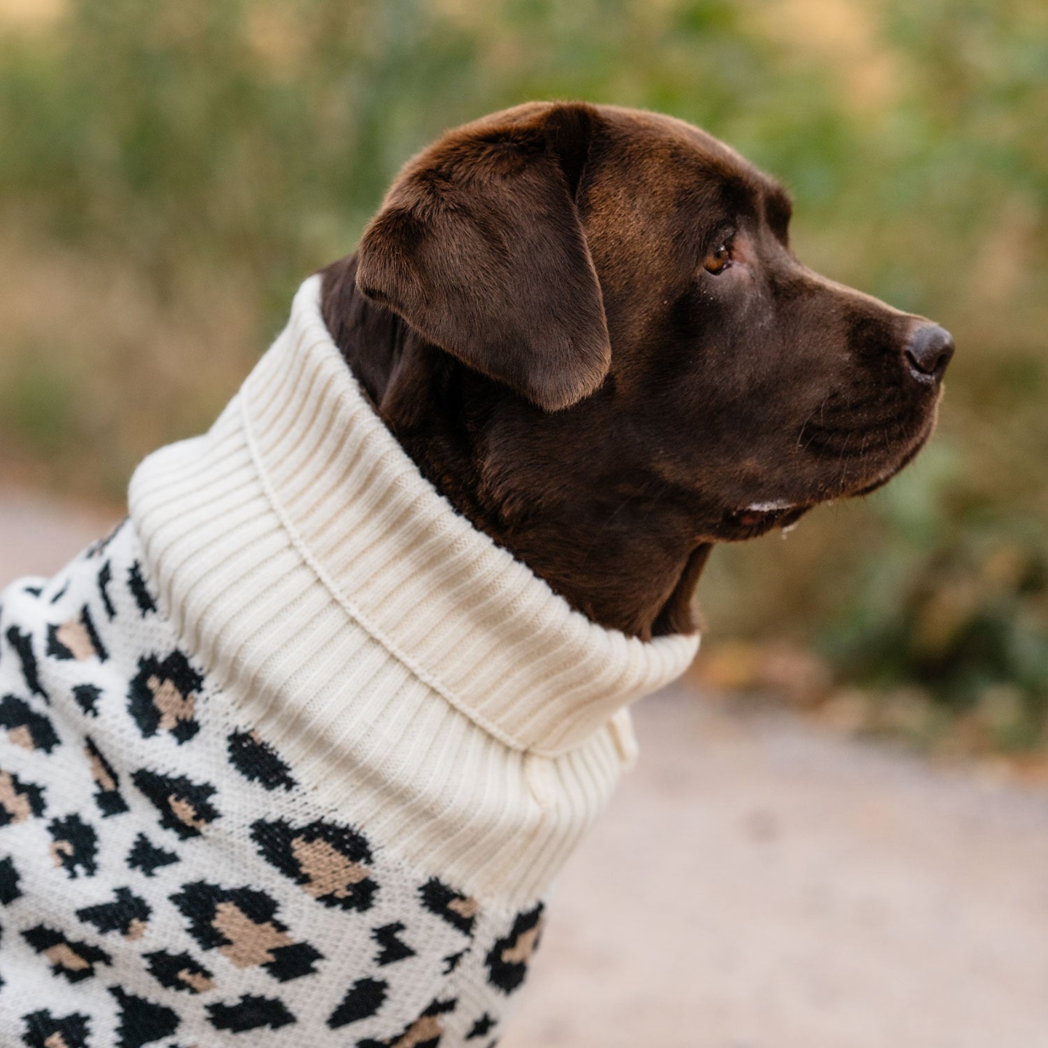 Hundesweater  Leo traxx®