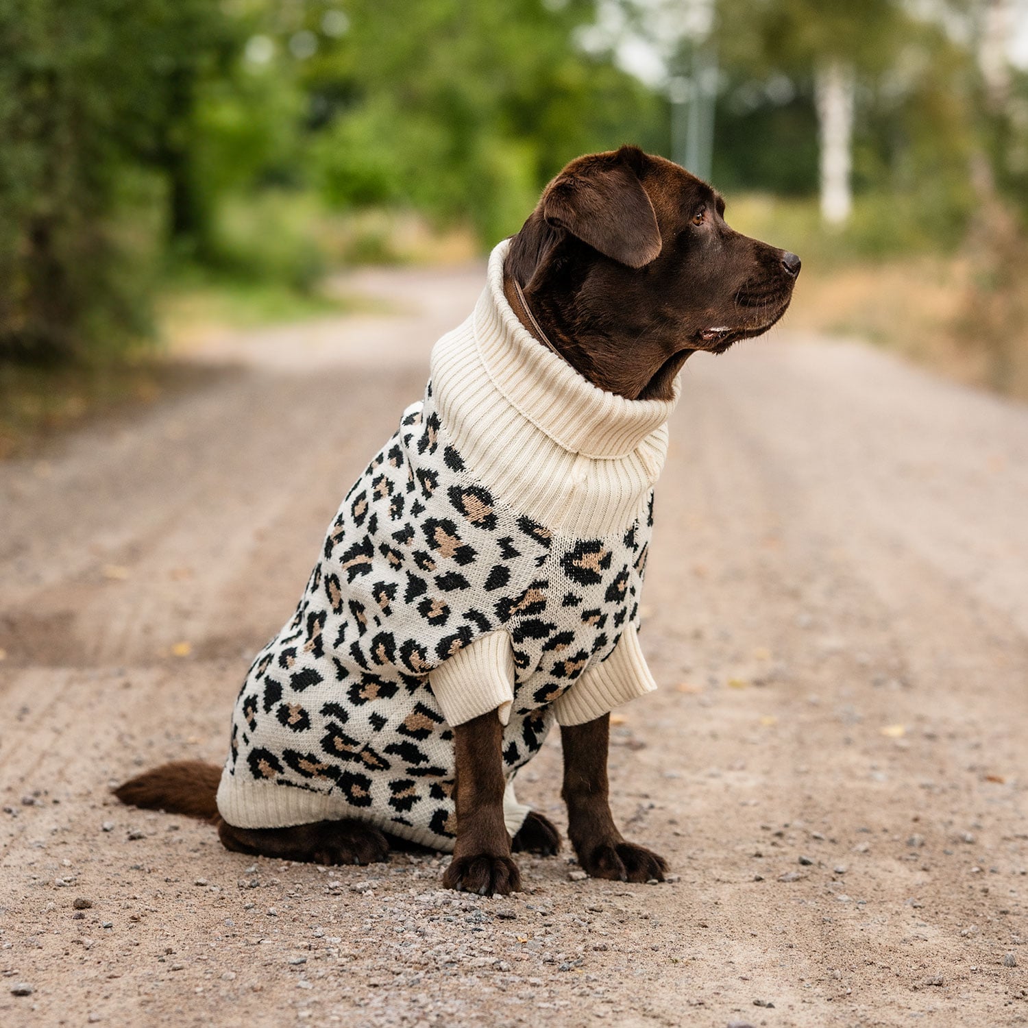 Hundesweater  Leo traxx®