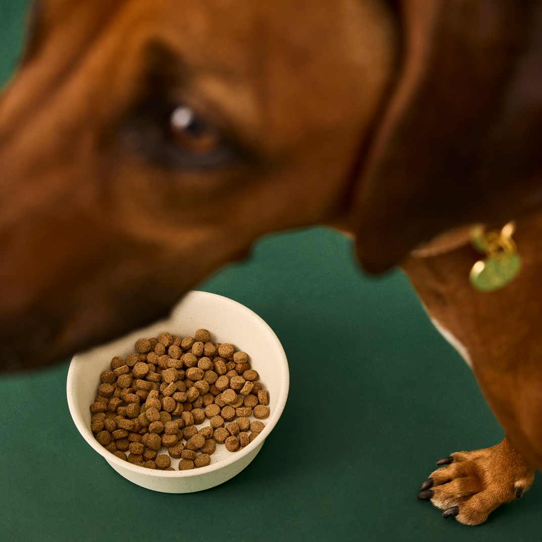 Foderskål Hunde Prick traxx®