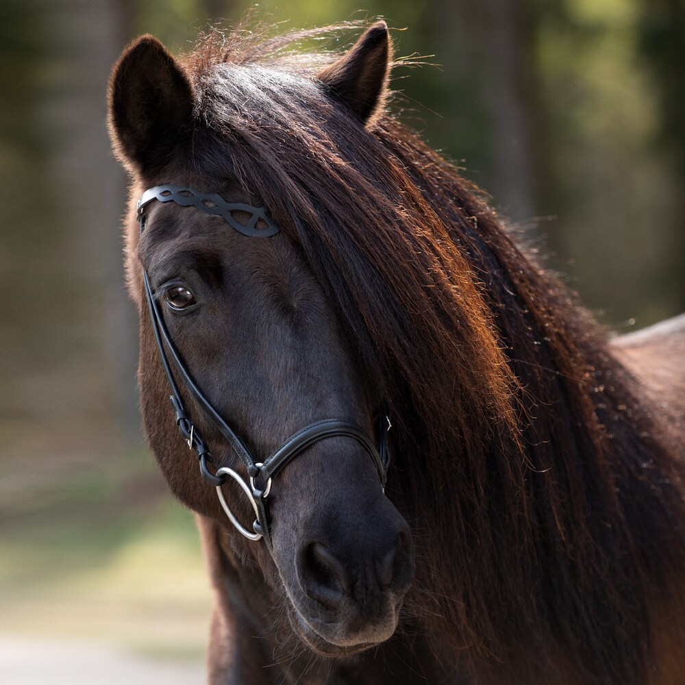 Islændertrense  Birkir Fairfield®