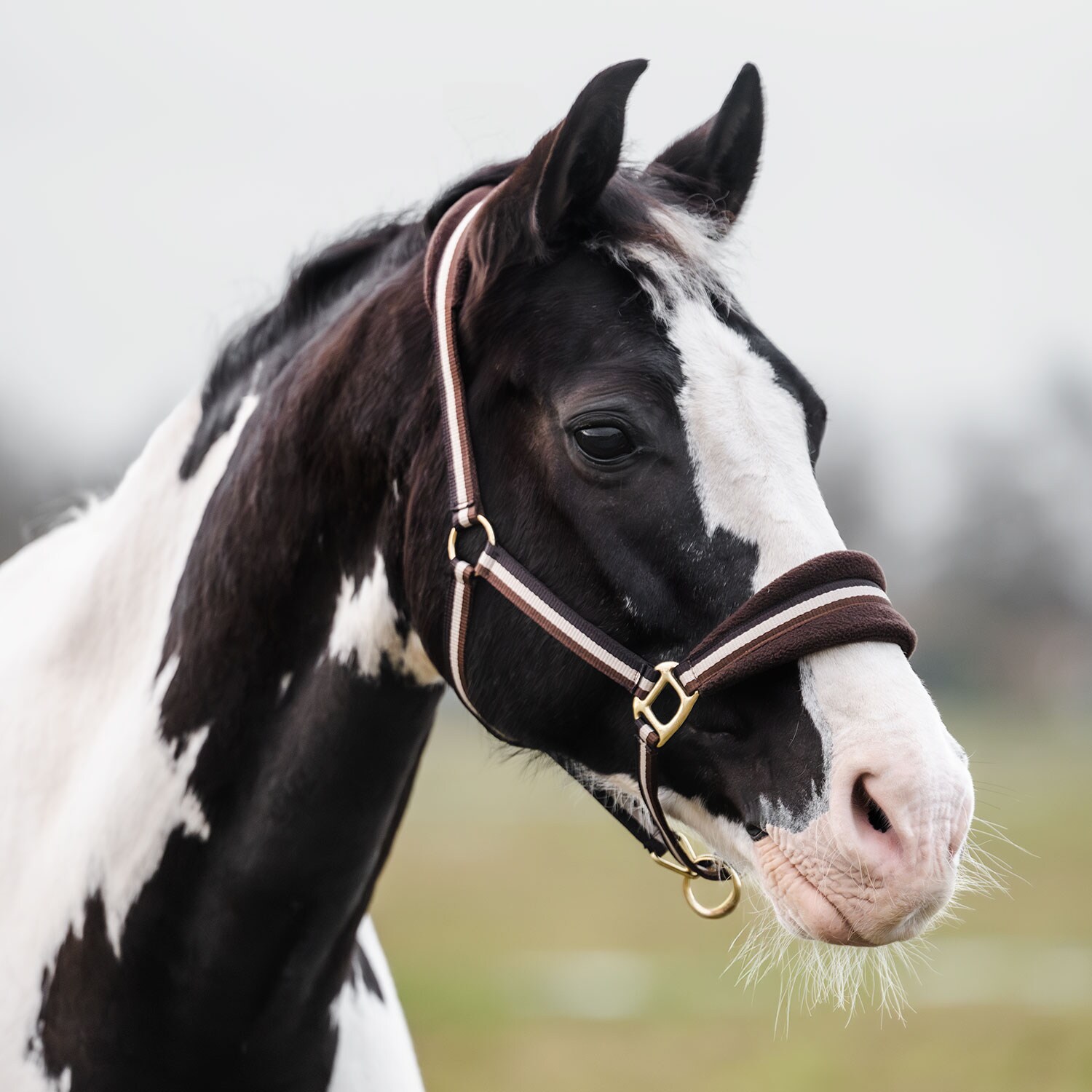 Grime Loretin Fairfield®
