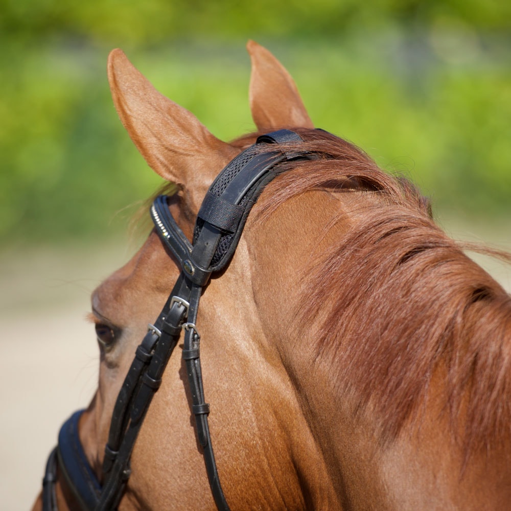 Nakkebeskyttelse Hest  Back on Track®
